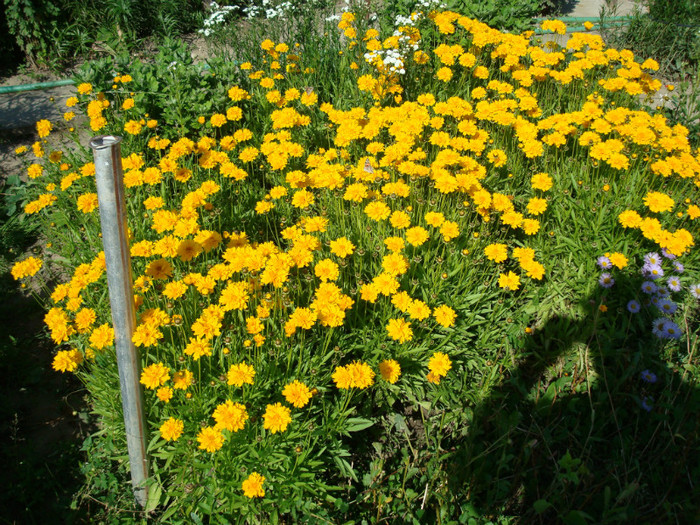 DSC01152 - FLORI IN GRADINA MEA