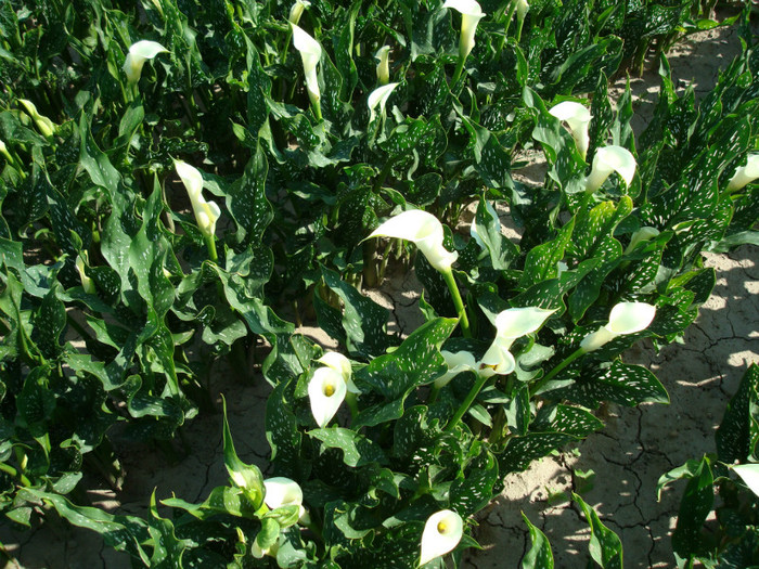 DSC01154 - FLORI IN GRADINA MEA