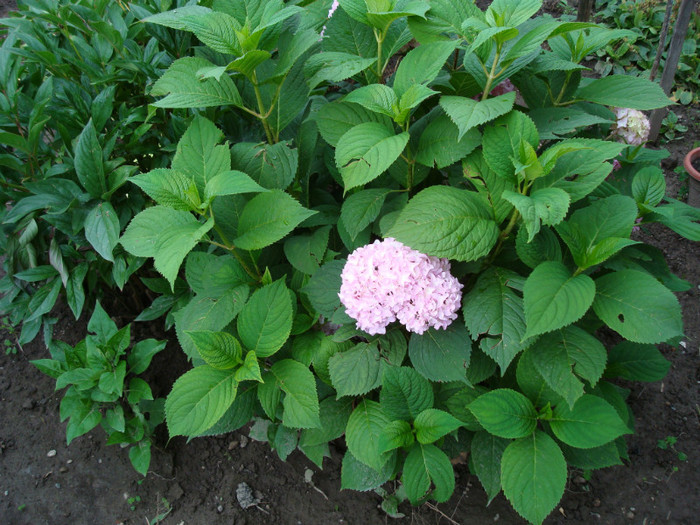 DSC01161 - FLORI IN GRADINA MEA