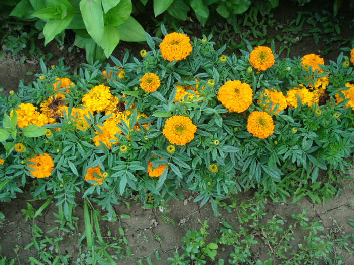 DSC01222 CALENDULA OFFICINALIS - FLORI IN GRADINA MEA