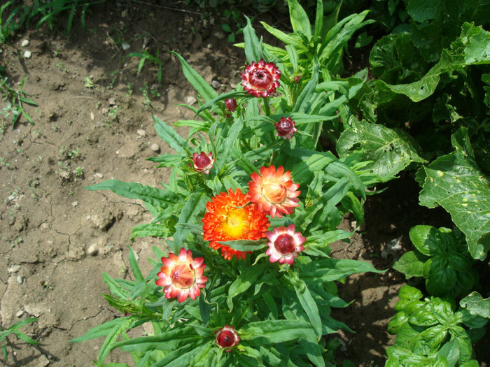 DSC01250 HELICHRYSUM BRACTEATUM - FLORI IN GRADINA MEA