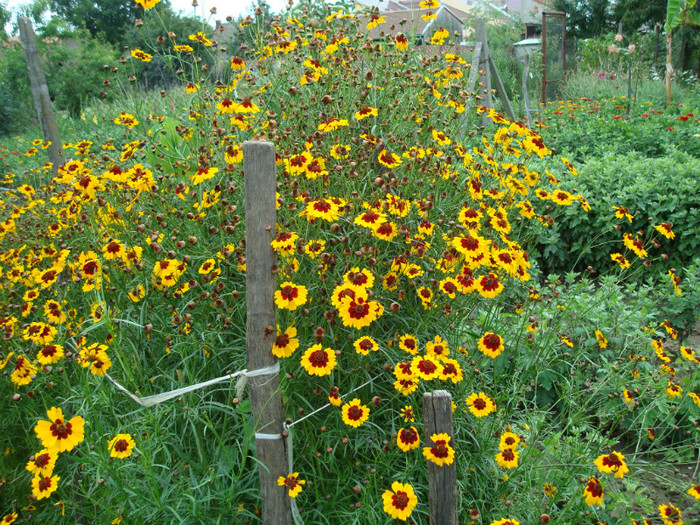 DSC01255 COREOPSIS TINCTORIA - FLORI IN GRADINA MEA