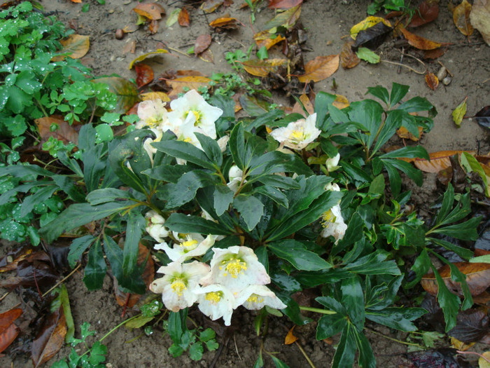 DSC01457 HELEBORUS NIGER - FLORI IN GRADINA MEA