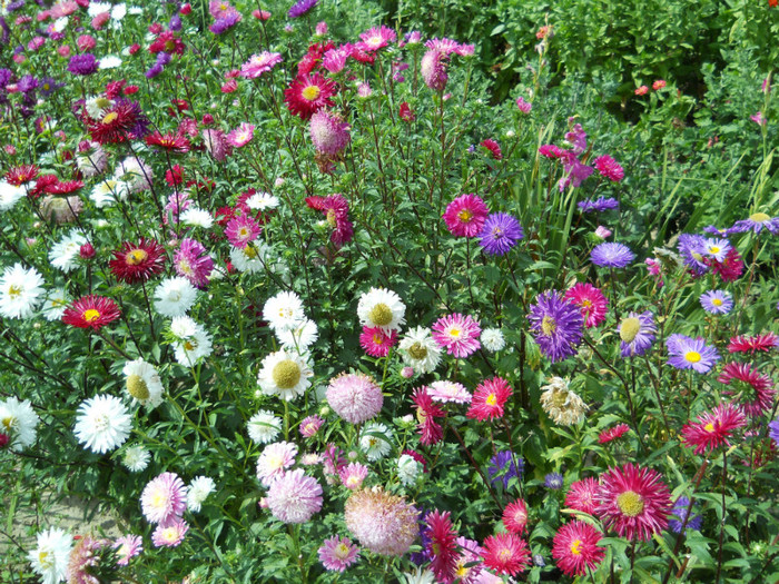 DSCN0008 CALLISTEPHUS CHINENSIS - FLORI IN GRADINA MEA