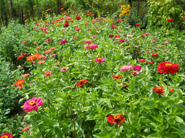 DSCN0009 ZINNIA ELEGANS - FLORI IN GRADINA MEA