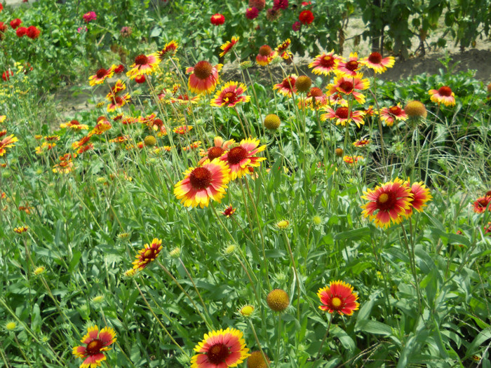 DSCN0010 GAILLARDIA ARISTATA - FLORI IN GRADINA MEA