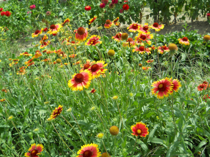 DSCN0011 GAILLARDIA ARISTATA - FLORI IN GRADINA MEA