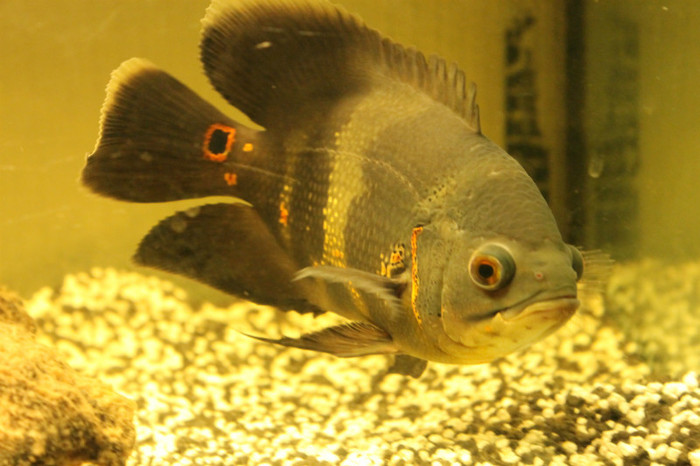 IMG_0140 - Astronautus Pics