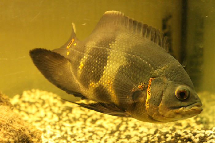 IMG_0176 - Astronautus Pics