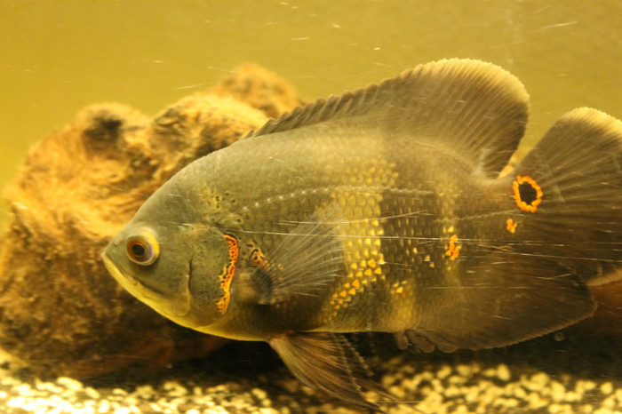 IMG_0197 - Astronautus Pics