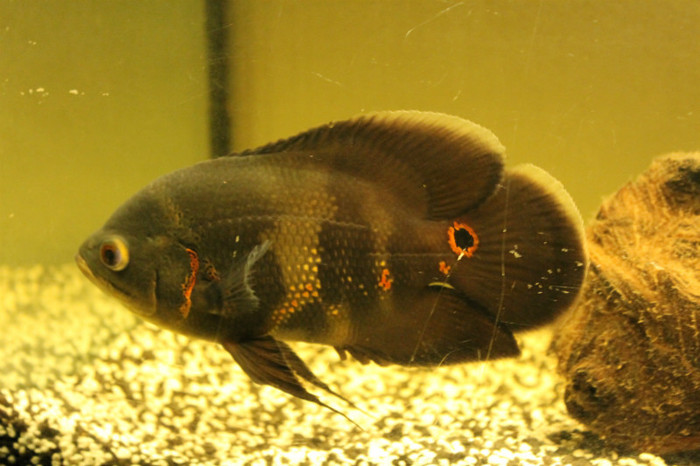 IMG_0200 - Astronautus Pics