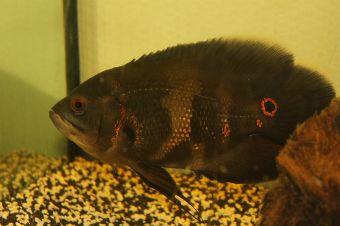 IMG_0211 - Astronautus Pics