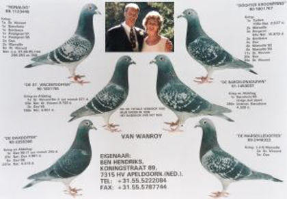 collage_klein - Wanroy Pigeons