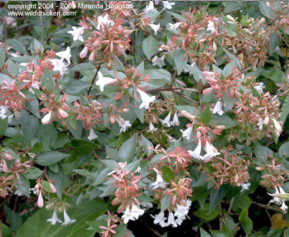 abelia_x_grandiflora 20 - ARBUSTI DE VANZARE  1