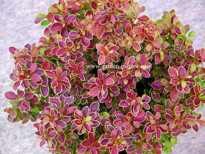 Berberis thunbergii Admiration 25 - ARBUSTI DE VANZARE  1