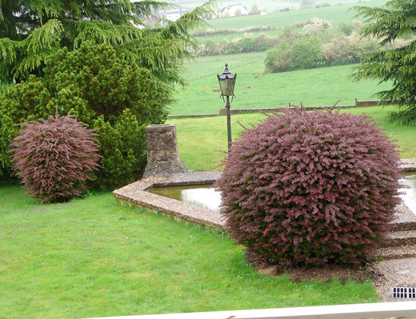 Berberis thunbergii Atropurpurea 20