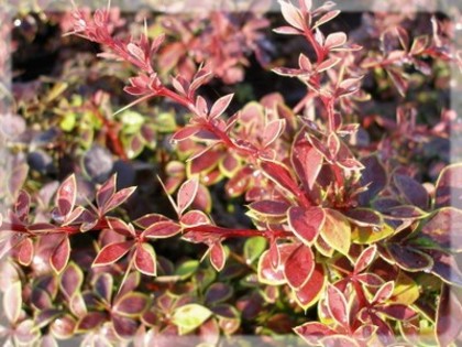 Berberis thunbergii Coronita 20 - ARBUSTI DE VANZARE  1