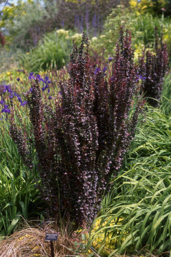 Berberis th Helmond Pillar 20