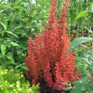 Berberis th Orange Rocket 25