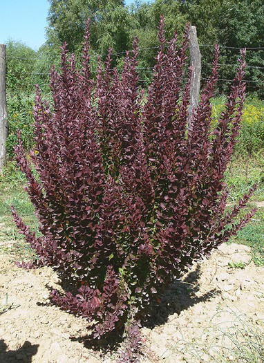 Berberis thunbergii Red Rocket 25