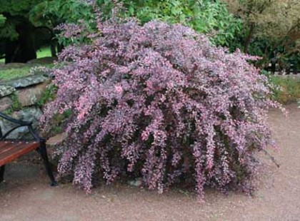 Berberis thunbergii Rose Glow 25