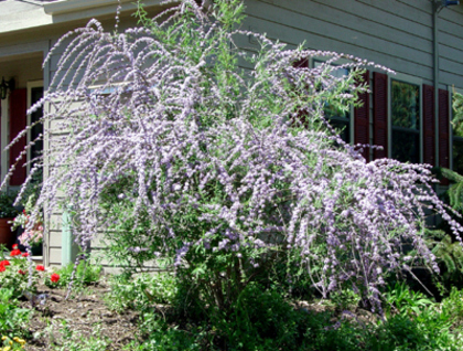 Buddleja alternifolia