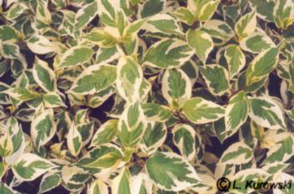 Cornus alba Sibirica Variegata 15 - ARBUSTI DE VANZARE  1