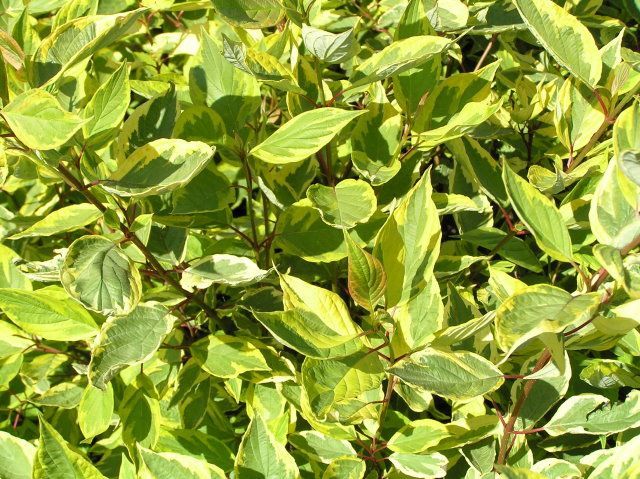 Cornus alba Spaethii 15