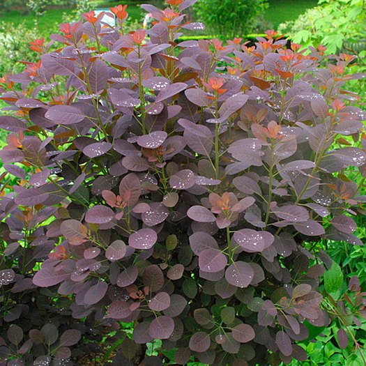 Cotinus coggygria Royal Purple 25 lei - ARBUSTI DE VANZARE  1