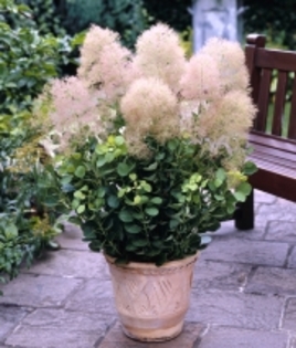 Cotinus cogg Young Lady 25 lei - ARBUSTI DE VANZARE  1