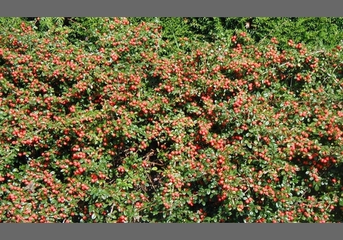 Cotoneaster suec Coral Beauty 15 - ARBUSTI DE VANZARE  1