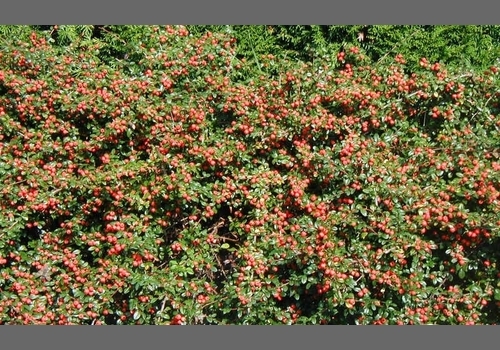 Cotoneaster suec Coral Beauty 15