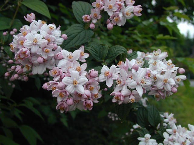 Deutzia-hybrida-Mont-Rose 20 - ARBUSTI DE VANZARE  1