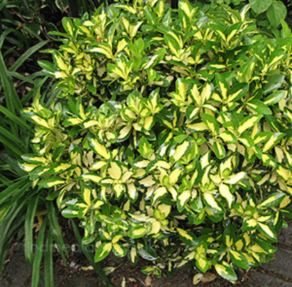 Euonymus fortunei Sunspot 20 - ARBUSTI DE VANZARE  1