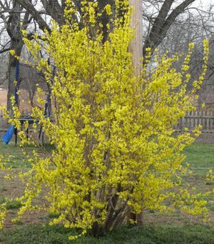 Forsythia intermedia Lynwood 20 - ARBUSTI DE VANZARE  1
