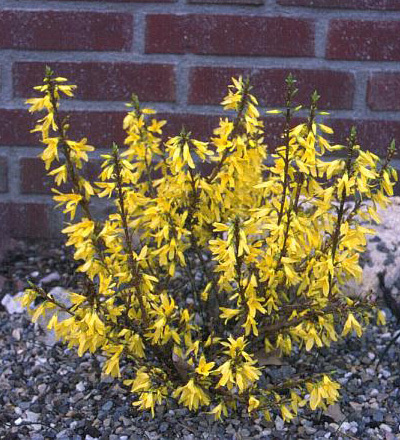 Forsythia virid Webers Bronx 20