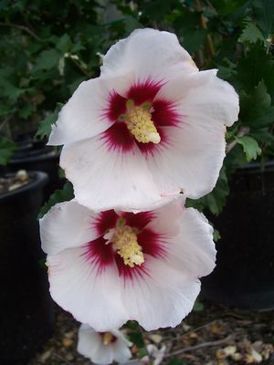 hibiscus helena - ARBUSTI DE VANZARE  1