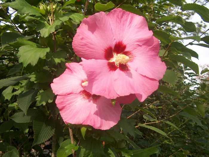 hibiscus syriacus aphrodite - ARBUSTI DE VANZARE  1