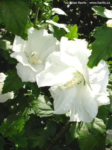 hibiscus totus albus - ARBUSTI DE VANZARE  1
