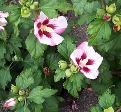 hibiscus-hamabo- - ARBUSTI DE VANZARE  1