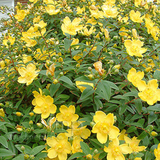hypericum_calycinum 15 - ARBUSTI DE VANZARE  1