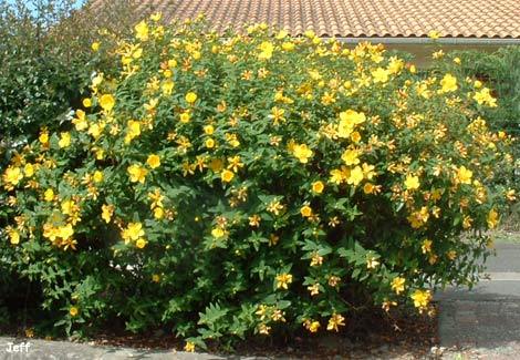 HypericumHidcote_15 - ARBUSTI DE VANZARE  1