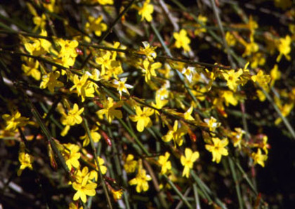 Jasminum_nudiflorum 15 - ARBUSTI DE VANZARE  1