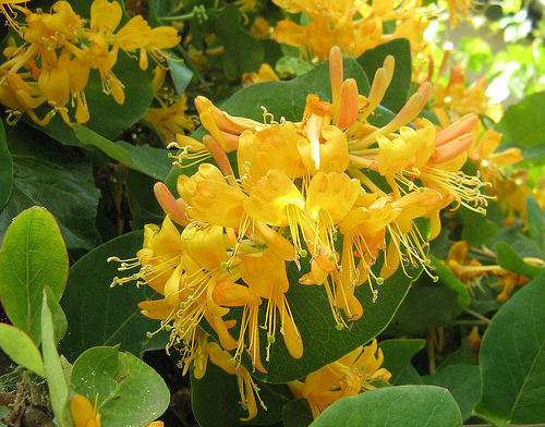 Lonicera tellmanniana 25 - ARBUSTI DE VANZARE  1