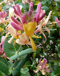 Lonicera x heckrottii 25 - ARBUSTI DE VANZARE  1