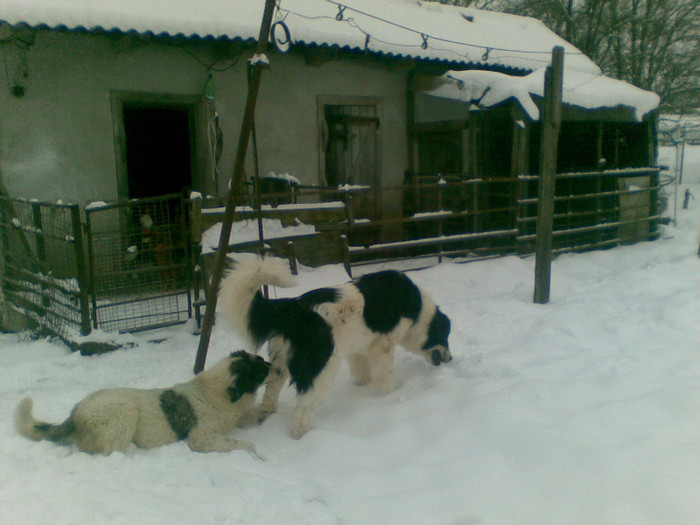 04022012(002) - caini ciobanesti de bucovina care au fost sau sunt in proprietatea mea