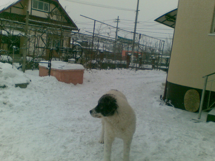 13022012(002) - caini ciobanesti de bucovina care au fost sau sunt in proprietatea mea