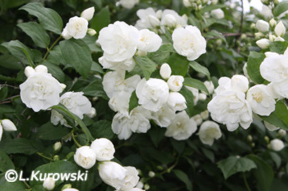 Philadelphus girandole20 - ARBUSTI DE VANZARE  1