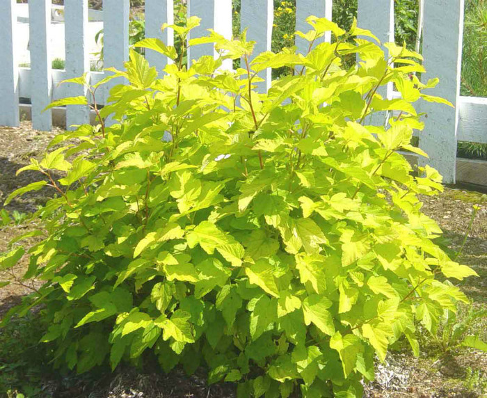 Physocarpus op darts gold 20 - ARBUSTI DE VANZARE  1