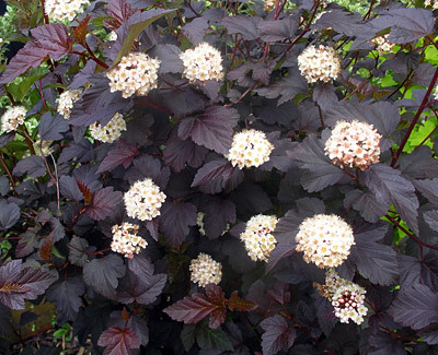Physocarpus opulifolius diabolo 20 - ARBUSTI DE VANZARE  1